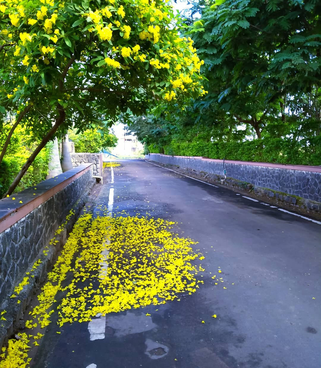 Shivajirao Kadam Group of Colleges Indore Events photo 7